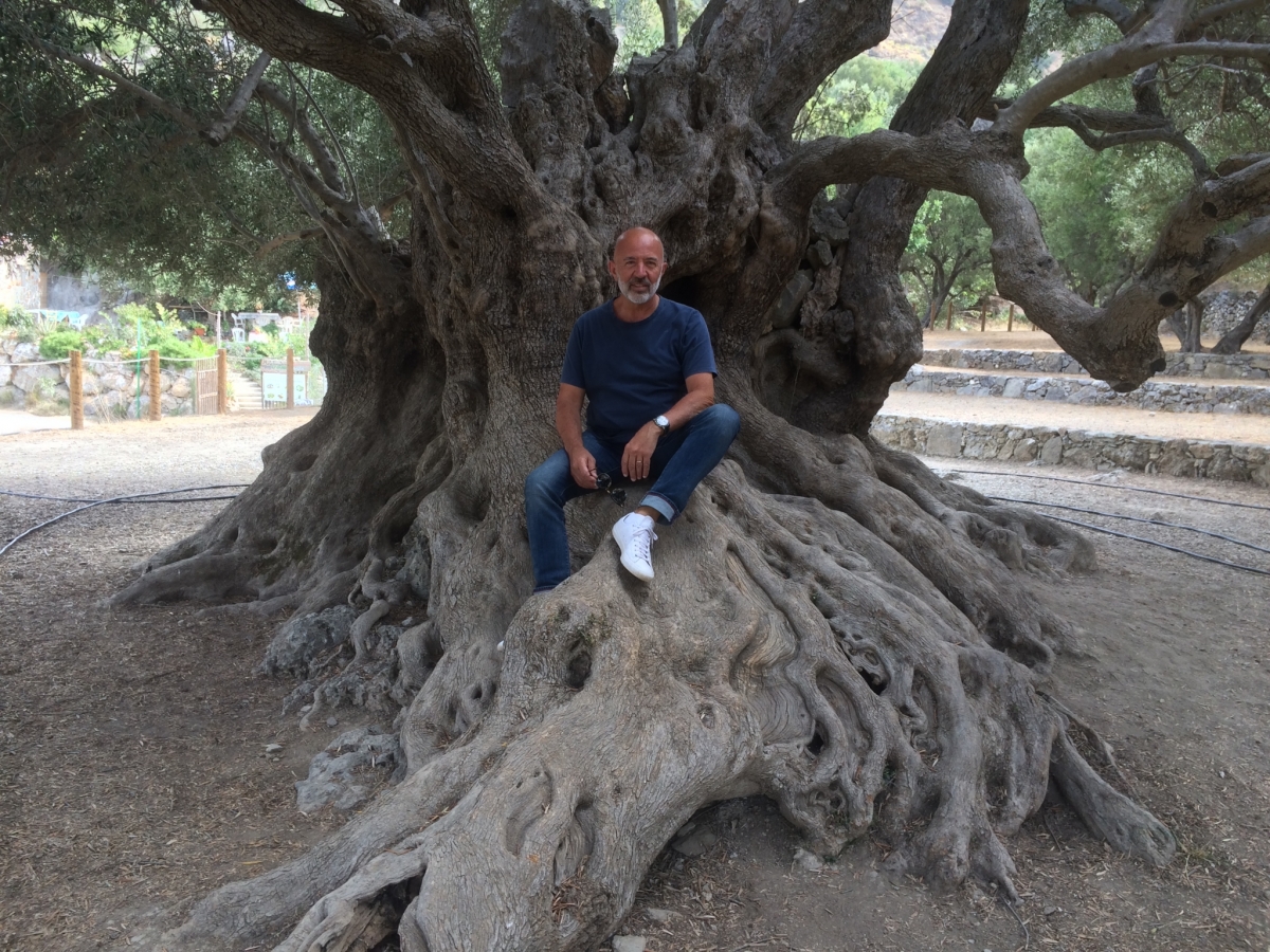 Crete's Oldest Olive Tree | Create Retreats